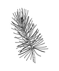 Hand drawn pine tree branch isolated on white. Vector illustration in sketch style. Christmas and New Year decor element