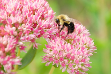 close up of bumble bees collecting nectar on a pink flower in the garden