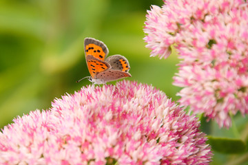 close up of an American copper butterfly resting on a pink sedum flower. feeding on flower