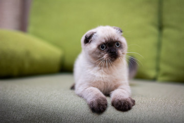 kitten scottish british cat burma munchkin animals