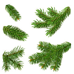 Christmas tree branches set for a Christmas decor. Branches close-up. Collection of Fir Branches....