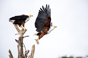 eagles