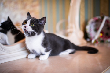 kitten Scottish British cat Burmese munchkin animals 
