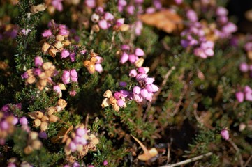 flowers in garden