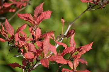 red leaves on branch