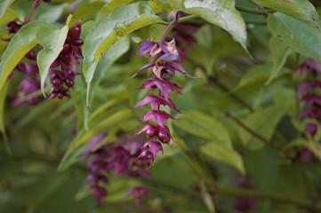 purple flowers in the garden