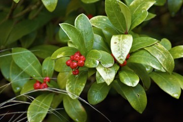 branch with red berries