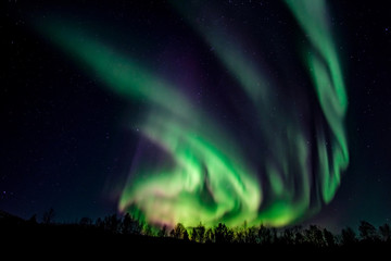 Intense northern lights, Aurora Borealis, over a forest near Lakselv, Finnmark, Norway, Europe