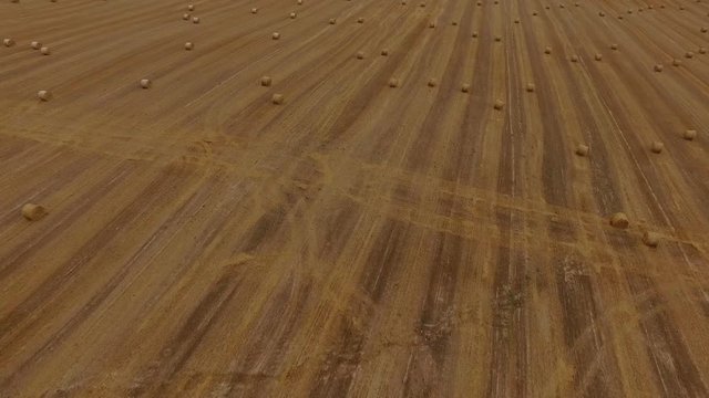 Flight over crop wheat or rye field with stook hay straw bales. Harvest agriculture farm rural aerial 4k video background. Bread production concept.