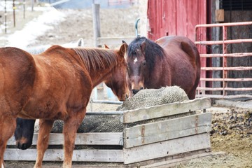 Horses Eating Hay