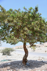 Weihrauchbaum Weihrauch Baum Harz Weihrauchharz Baumstamm Stamm Weihrauchproduktion Produktion...