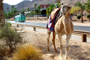 Camel or bus ? - obrazy, fototapety, plakaty