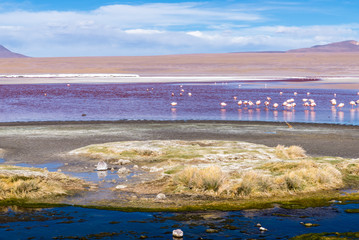 Laguna Colorada, Eduardo Avaroa National Reserve, Bolivia