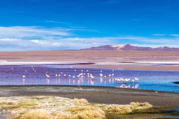 Laguna Colorada, Eduardo Avaroa National Reserve, Bolivia