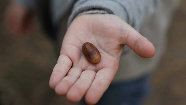 Close to nature. Little boy holding acorn in hand. Close up of child in forest