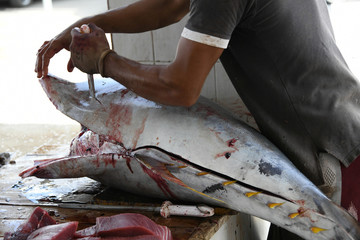 Thunfisch schlachten Butchering tuna Oman frischer Fisch Thunfischfleisch Hochseejagd Überfischung...