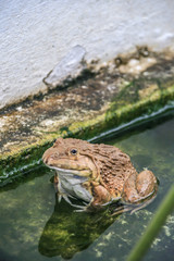 2011.05.16, Bangkok, Thailand. Animlas of Thailand. A green frog in the pond.