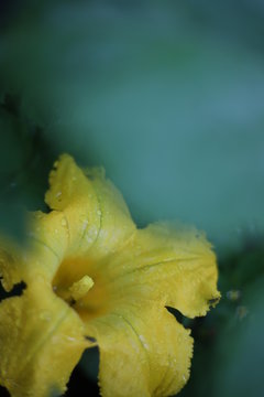flor de ayote