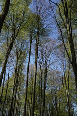 Wald im Frühling