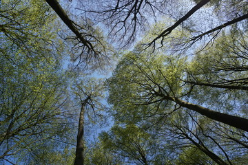 Himmel im Wald