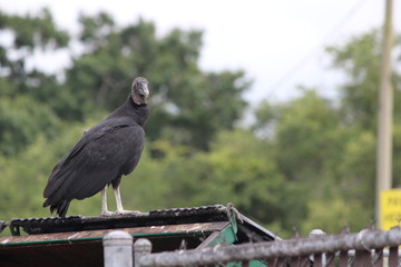 Obraz premium bird of prey