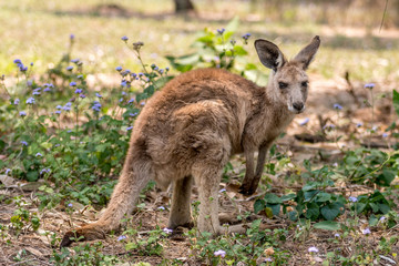 Fototapeta premium A young kangaroo standing in it's native bushland habitat