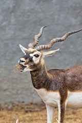 blackbuck eating grass while posing for the camera