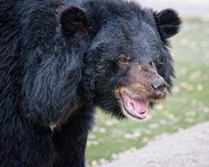 black bear on a warm day