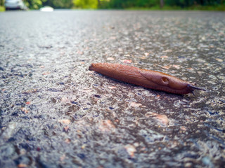 Snail and asphalt