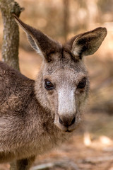 Closeup portrait of a young kangaroo standing in bushland