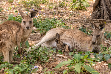 Kangaroo family lying in the grass