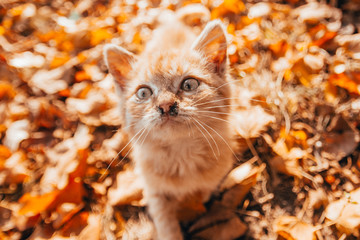 Naklejka na ściany i meble orange kitten on autumn background