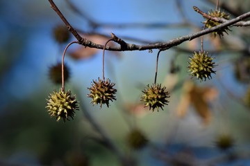 Sugar gum burrs hanging from branch