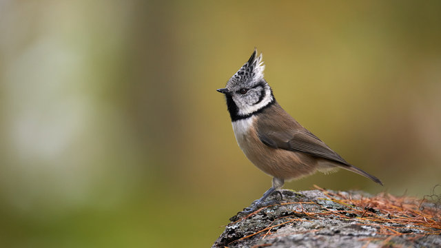 Lovely crested tit, Lophophanes cristatus.