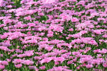 Fototapeta premium chrysanthemum flowers on the garden for background