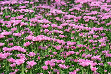 Fototapeta premium blooming of chrysanthemum closeup