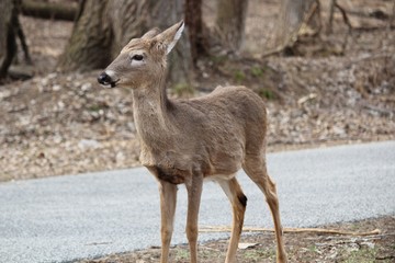 deer in wild