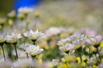 chrysanthemum flowers on the garden for background