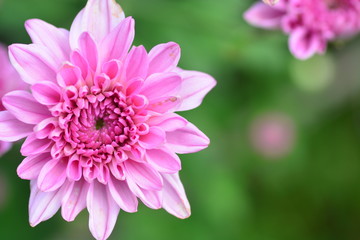 Fototapeta premium blooming of chrysanthemum closeup