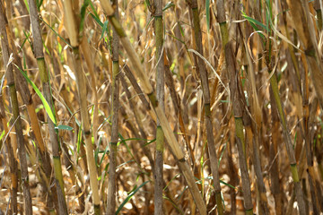 Hemp is used to make a variety of commercial and industrial products, including rope, textiles, clothing, shoes, food, paper, bioplastics, insulation, and biofuel