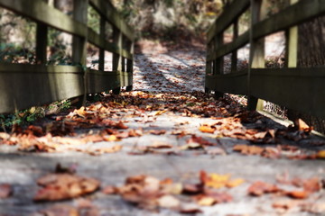 autumn leaves in park