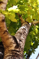 Fototapeta premium tree in forest