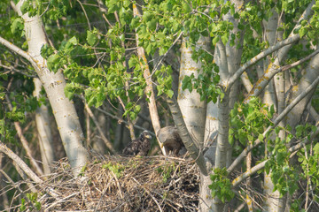 White-tailed eagle in the nest with small birds Haliaetus albicilla