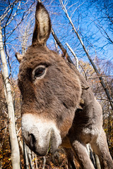 Donkey head close-up taken from below