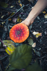 Woman picking up a Agaric mushroom in a forest - 301860958