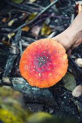 Woman picking up a Agaric mushroom in a forest - 301860965