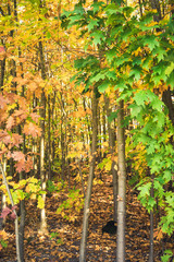 Autumnal forest with colorful leaves - 301861100