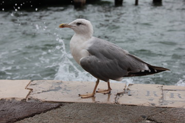 Fototapeta na wymiar Grey seagull on the promenade in Venice