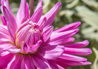 closeup of pink flower