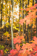 Autumnal forest with colorful leaves - 301861165
